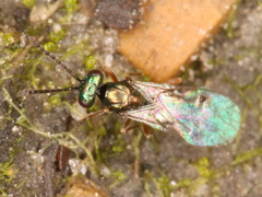 Miscogastrinae