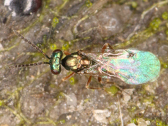 Miscogastrinae