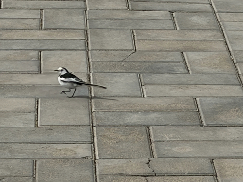 White Wagtail