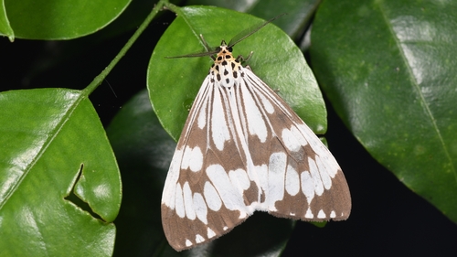 Marbled White Moth