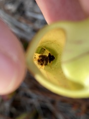 Exyra semicrocea