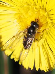 Melangyna lasiophthalma