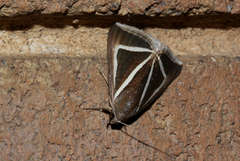 Chalciope delta