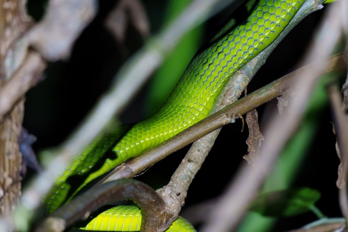 Chinese Green Tree Viper