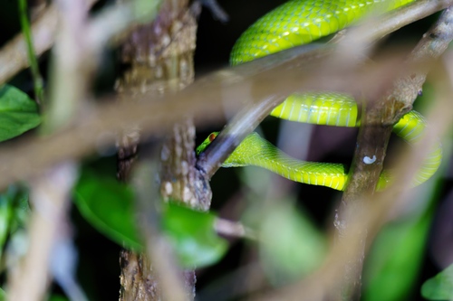 Chinese Green Tree Viper