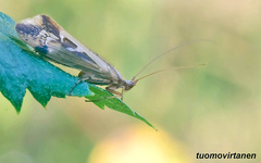 Limnephilus borealis