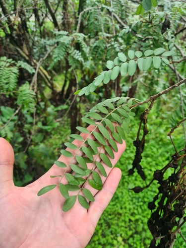 Large-leaved kowhai (Sophora tetraptera)