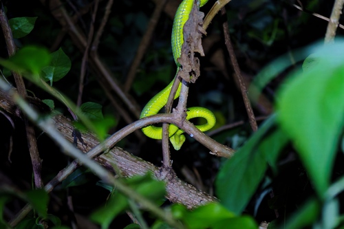 Chinese Green Tree Viper