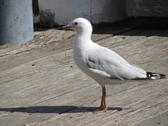 Chroicocephalus novaehollandiae