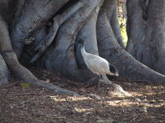 Threskiornis molucca