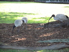 Threskiornis molucca