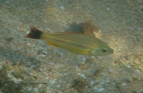 Darktail snapper (Lutjanus lemniscatus) — Lutjanidae