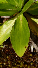 Celmisia holosericea