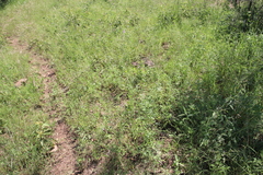 Parthenium hysterophorus image