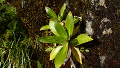 Celmisia holosericea