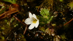 Euphrasia australis