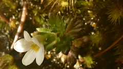 Euphrasia australis