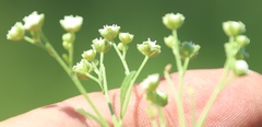 Parthenium hysterophorus image