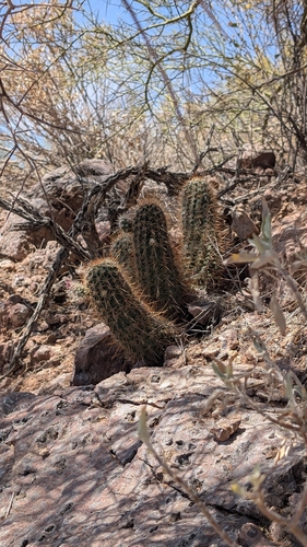 pinkflower hedgehog cactus (Echinocereus bonkerae)