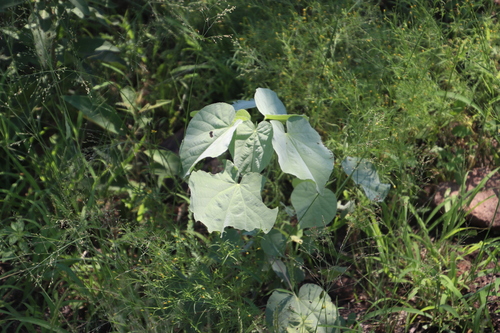 Image of Abutilon angulatum by (c) Tony Rebelo, some rights reserved (CC BY-SA)