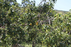 Pterocarpus rotundifolius image