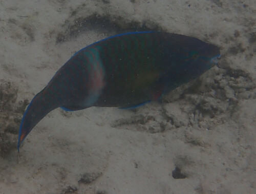 Scarus fuscopurpureus