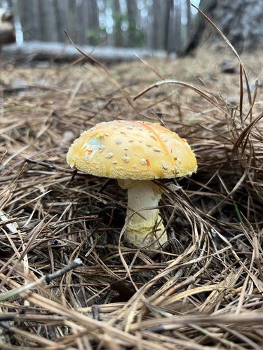 Amanita observed 2026-04-07