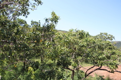 Pterocarpus rotundifolius image