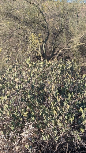 jojoba (Simmondsia chinensis)