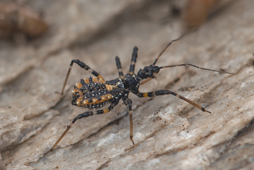 Sphedanolestes impressicollis