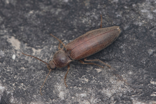 Pleonomus canaliculatus