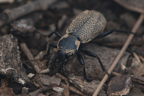 Carabus brandti