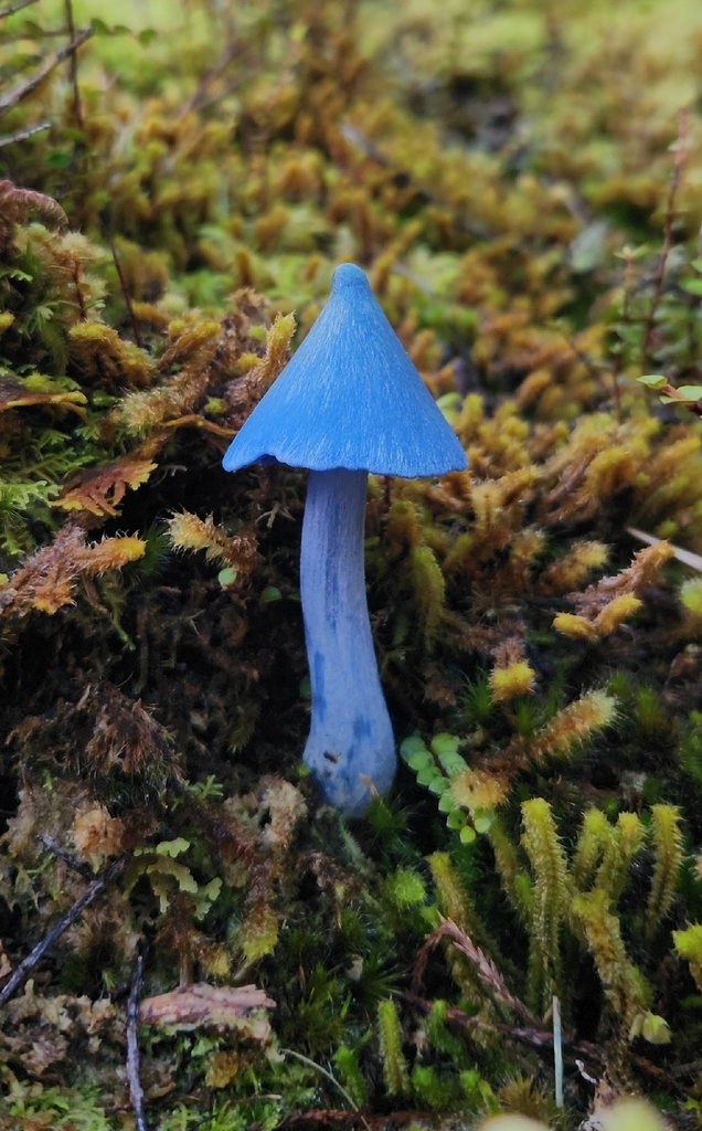 Entoloma hochstetteri · April 2026 · photo: © alamettyr (iNaturalist, cc-by)