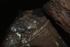 Eudyptula minor iredalei