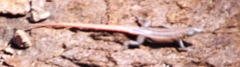 Platysaurus lebomboensis