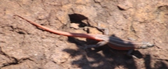 Platysaurus lebomboensis