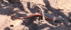Platysaurus lebomboensis