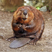 Beavers - Photo (c) Steve, some rights reserved (CC BY-SA)