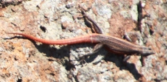 Platysaurus lebomboensis