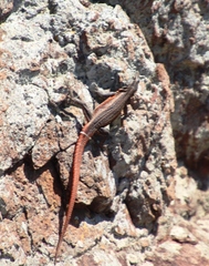 Platysaurus lebomboensis
