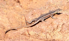 Platysaurus lebomboensis