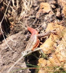 Platysaurus lebomboensis
