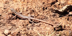 Platysaurus lebomboensis