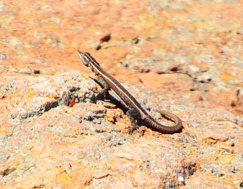Lebombo Flat Lizard