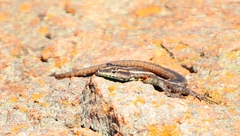 Platysaurus lebomboensis