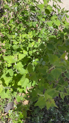 Ambrosia cordifolia