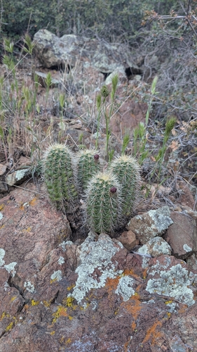 Yavapai Hedgehog Cactus (Echinocereus yavapaiensis)