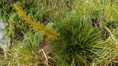 Aciphylla takahea