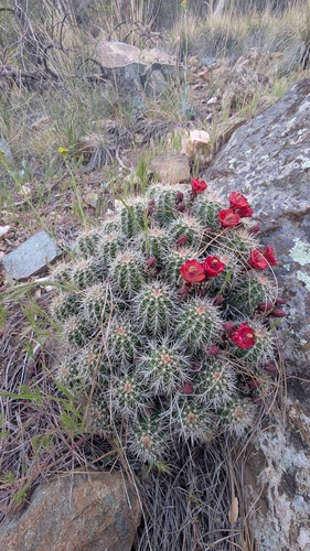 Baker Kingcup Cactus (Echinocereus bakeri)