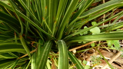Aciphylla takahea